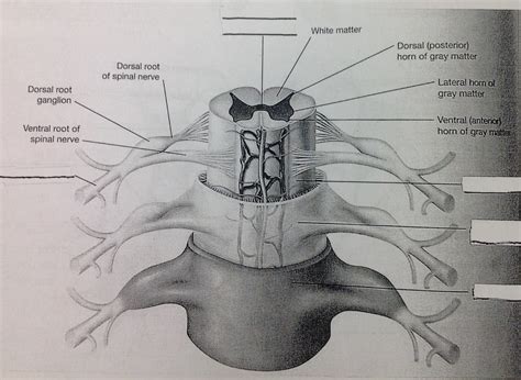 Spinal Cord Parts Diagram Quizlet