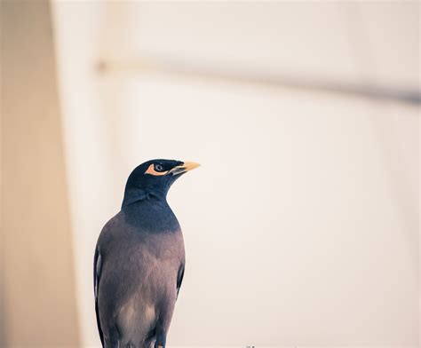 Black And Grey Bird Photo Free Animal Image On Unsplash