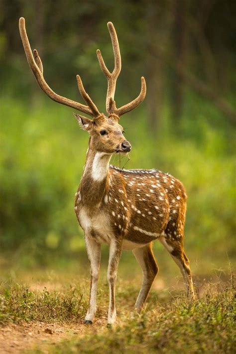 Indian Spotted Deer By Sdondero Deer Pictures Cute Animals