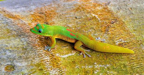 Colorful Gecko Shutterbug
