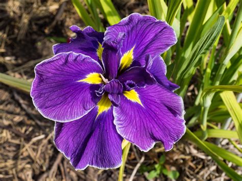 Iris Ensata Spp Plantright