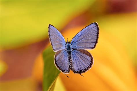 Oh My A Tiny Blu Tiny Blue Butterfly Posing For The C Flickr