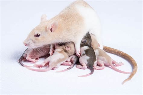 How Many Babies Do Rats Have In A Litter What You Need To Know Pet Keen
