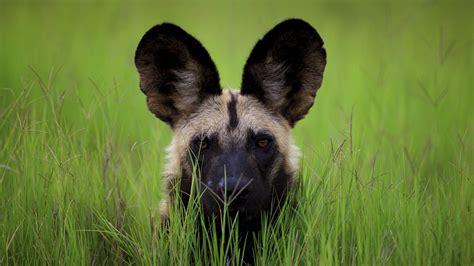 7 African Wild Dog Hd Wallpapers Backgrounds Wallpaper Abyss
