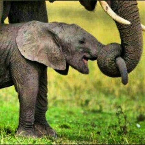 Madre E Hijo Elefantes Bebé Madre E Hija Animales