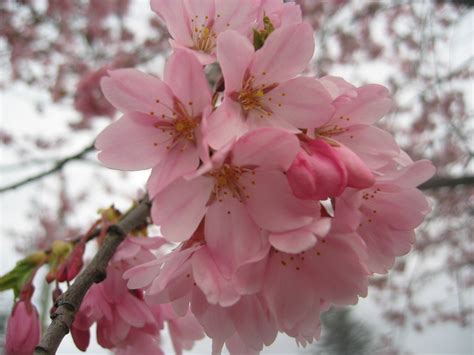Cherry Cultivars Vancouver Cherry Blossom Festival