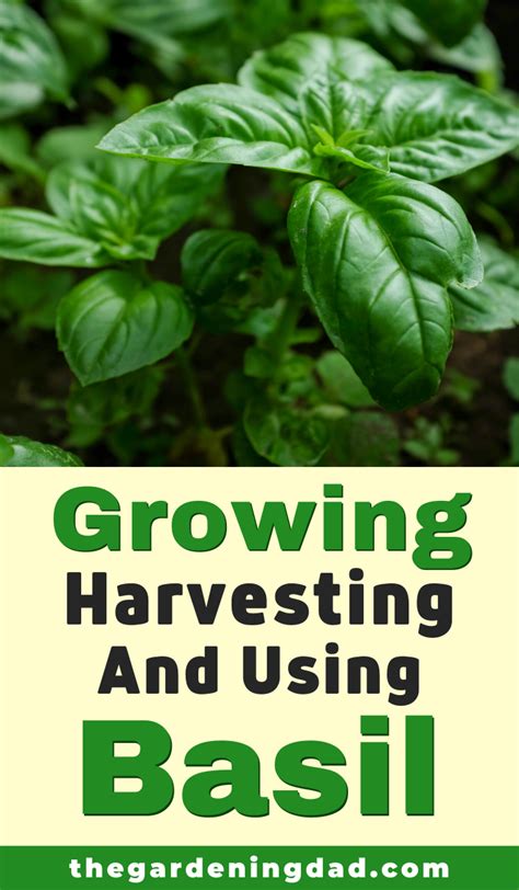 10 Simple Tips How To Grow Basil From Seed The Gardening Dad