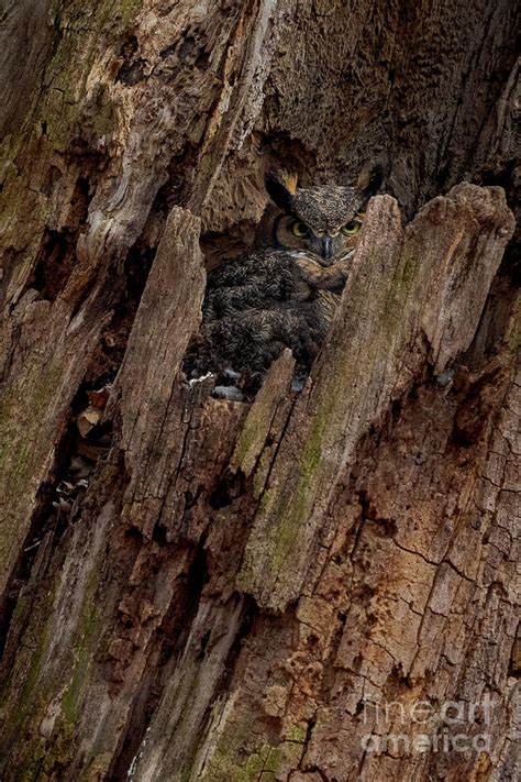 Camouflage Owl Photograph By Rudy Viereckl Fine Art America
