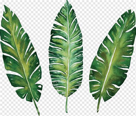 Coleção de folhas tropicais em aquarela png PNGWing