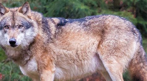 Gray Wolves In Wisconsin Environews