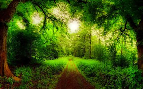 Natural Forest Road Trees Green Forest Grass Green Hd Wallpaper