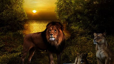 Lions With Background Of Trees Water And Sunset Hd Lion Wallpapers Hd