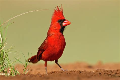 Northern Cardinal Cardinalis Cardinalis Photograph By Larry Ditto