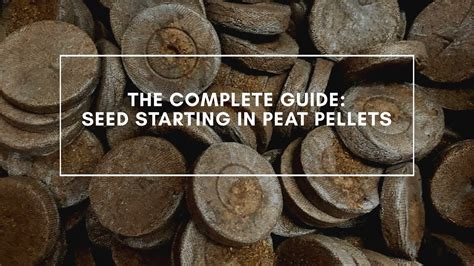 Complete Guide To Seed Starting In Peat Pellets Youtube