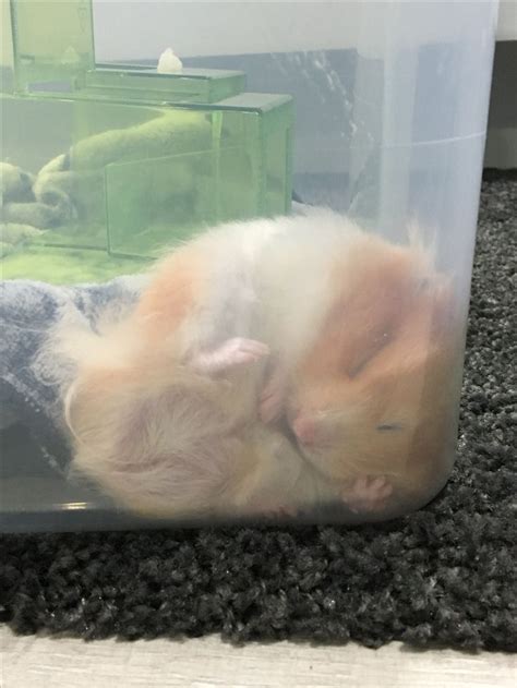 Sleepy Beauty Nibbles The Hamster Taking A Nap かわいいハムスター ハムスター 動物