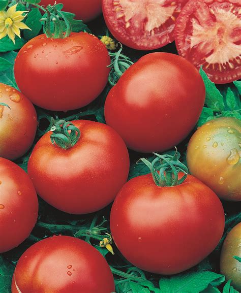 Tomato Moneymaker J Parker Dutch Bulbs