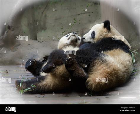 Two Giant Pandas Are Playing Stock Photo Alamy