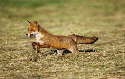 Renard Roux Vulpes Vulpes Stock Image Image Of Mammal 169899389