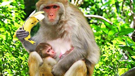 Wild Monkey Eating Banana Cute Pets And Animals
