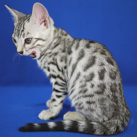 Bengal Cats Pets Cute And Docile