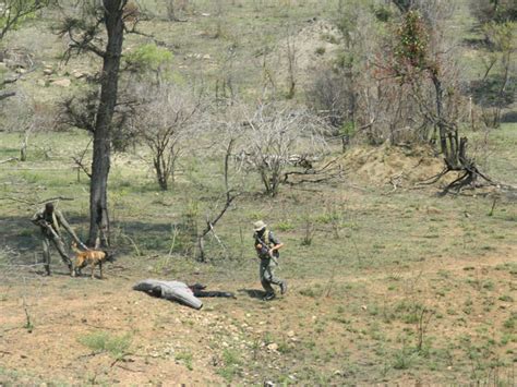 Kruger Tourists Bust Rhino Poachers Africa Geographic