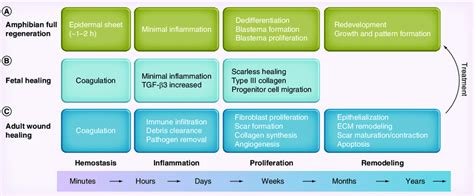 Stages Of Wound Healing And Regeneration Logarithmic Time Scale The