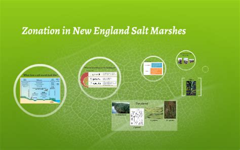 Zonation In New England Salt Marshes By Karina French On Prezi