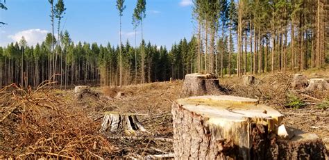 Deforestation Free Stock Photo Public Domain Pictures