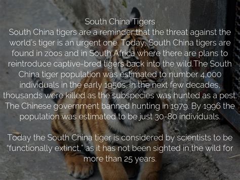 South China Tiger Facts Habitat Behavior Diet Pictures