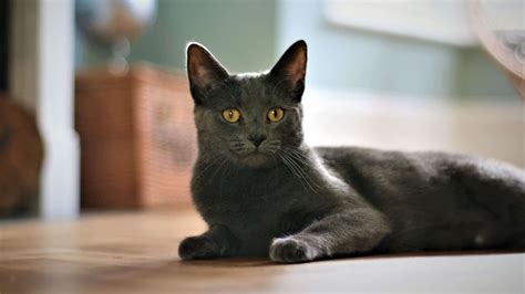 Korat Cat Breed Information And Pictures Cyberpet