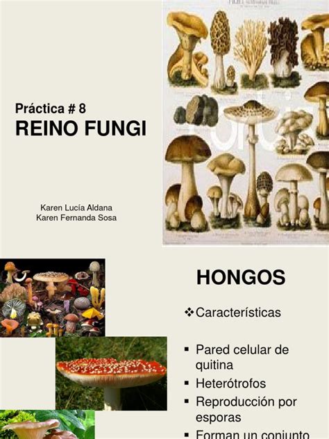 Pràctica 8 Reino Fungi Pdf Hongo Nomenclatura Botánica