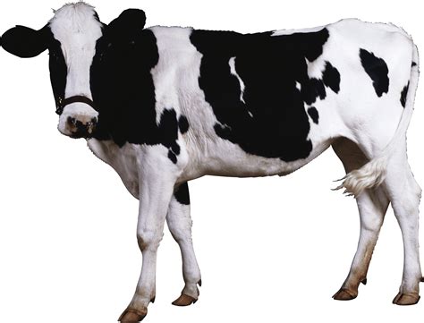 Cow Png Tarsha Barrios