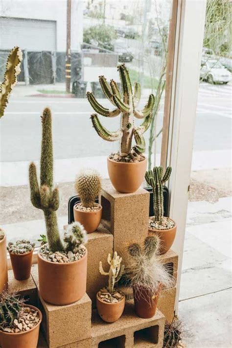 Cactus spines grow from specialized regions, called areoles or spine cushions. Are Cactus Thorns Poisonous? | Cactus house plants, Cactus ...