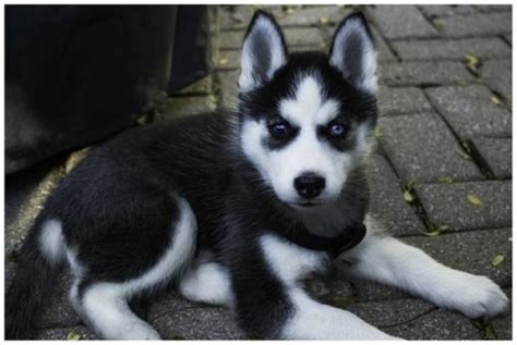 2 siberian husky puppies available, 1 females pups and 1 males puppy,they are 8 weeks old and ready to leave puppies been wormed, fleed and microchipped,good around kids and. Siberian Husky Puppies for Adoption | Flake Ads, Free Ads ...