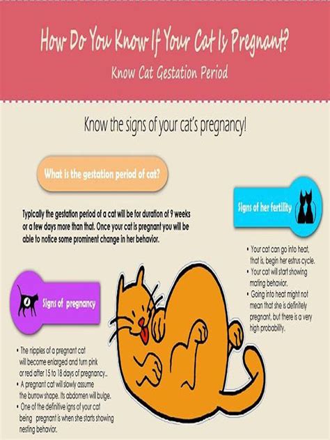 9 Week Cat Pregnancy Stages Week By Week Pictures