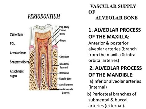 Pdl Cementum And Alveolar Bone