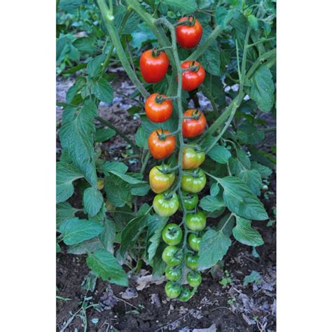 Tomatoberry Garden Tomato F1 Hybrid 60 Days Pinetree Garden Seeds