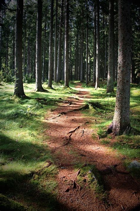 Path Forest Trees Free Photo On Pixabay Pixabay