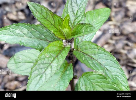 Mentha Piperita Mitcham Peppermint Hi Res Stock Photography And Images