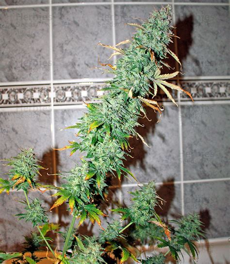 Israel and jerusalem have also been added to this list. UK Cheese Auto feminized seeds for sale: information and ...