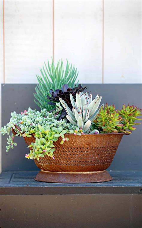 How To Make A Potted Succulent Garden Better Homes And Gardens