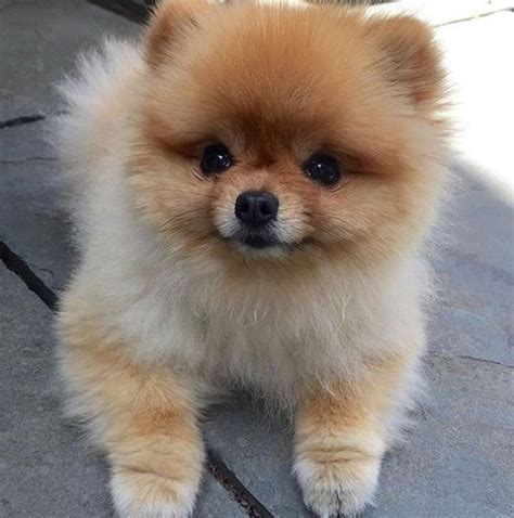 Pomeranian Baby Pictures Pets Lovers