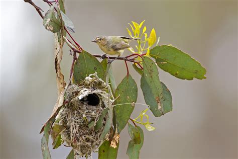 How To Attract Native Birds To Your Garden Small Green Things