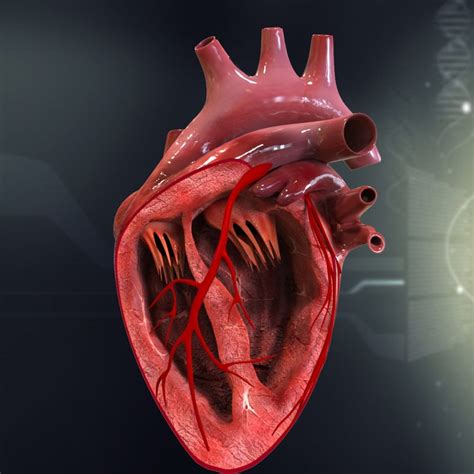 3d Human Heart Anatomy Model