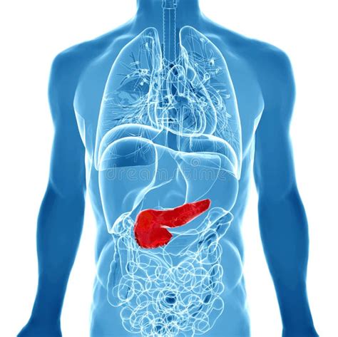 3d Rendered Illustration Of The Male Pancreas Stock Illustration
