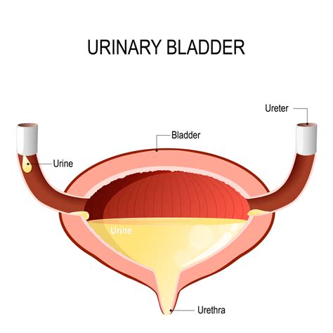 10 Facts About The Urinary System Facty Health