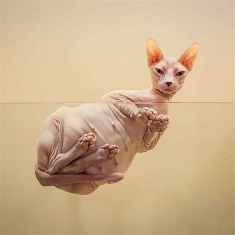 Pin By R2 On ️ Cats Sphynx Elf Oriental Short Haired Balinese And