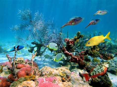 The Ocean Floor Tropical Fish Earth Science Activities Underwater Sea