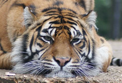 Sumatran Tiger Panthera Tigris Sumatrae Thrigby Hall Flickr