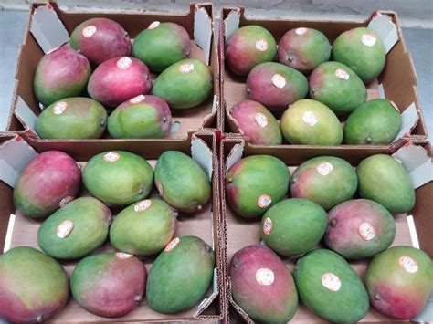 Our News Majestic Mangoes Arrive From Peru Oppy